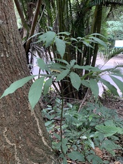 Machilus