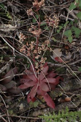 Crassula orbicularis