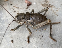 Hetrodes pupus