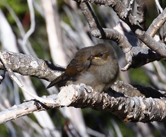 Anthornis melanura
