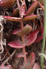 Crassula pellucida