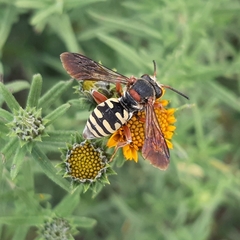 Triepeolus intrepidus