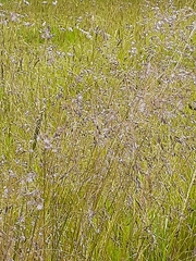 Poa labillardierei