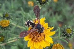 Triepeolus intrepidus