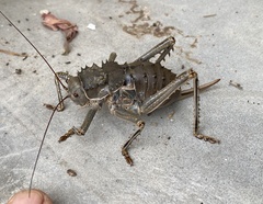 Hetrodes pupus
