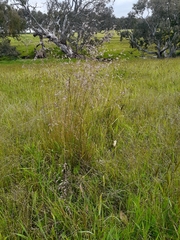 Poa labillardierei