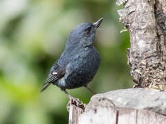 Diglossa albilatera