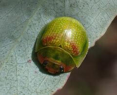 Paropsisterna simsoni