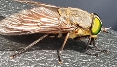 Tabanini
