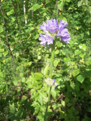 Campanula cervicaria