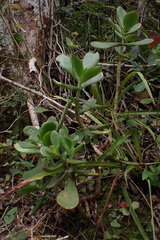 Crassula cultrata