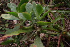 Crassula cultrata