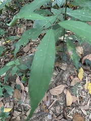 Machilus
