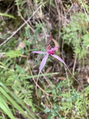 Caladenia harringtoniae