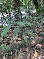 Machilus