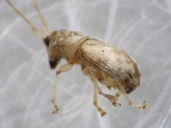 Dinema filicornis