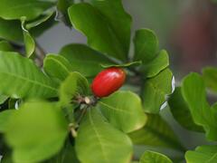 Synsepalum dulcificum