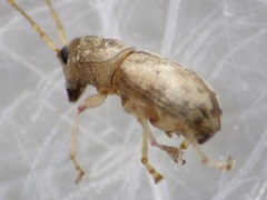 Dinema filicornis