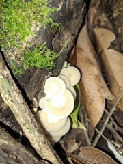Favolaschia manipularis