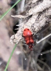 Lemodes coccinea