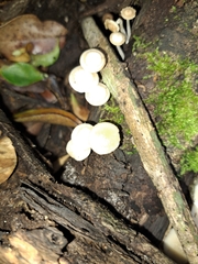 Favolaschia manipularis