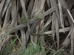 Stenocercus modestus