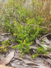 Pseudanthus orientalis