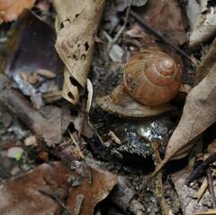 Lissachatina fulica