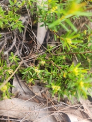 Pseudanthus orientalis