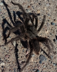 Grammostola