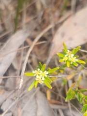 Pseudanthus orientalis