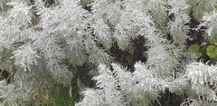 Artemisia arborescens