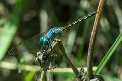 Trithemis stictica