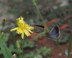 Pseudozizeeria maha okinawana