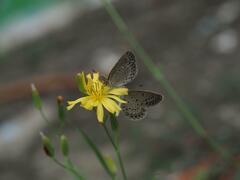 Pseudozizeeria maha okinawana