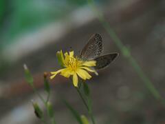 Pseudozizeeria maha okinawana