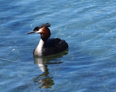 Podiceps cristatus australis