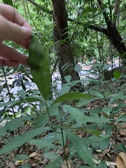 Machilus
