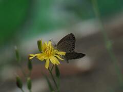 Pseudozizeeria maha okinawana