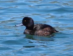 Aythya novaeseelandiae