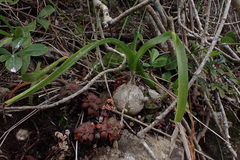 Albuca bracteata