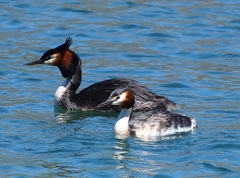 Podiceps cristatus australis