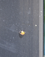 Coccinella undecimpunctata