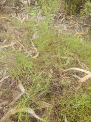 Platysace linearifolia