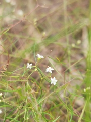 Platysace linearifolia