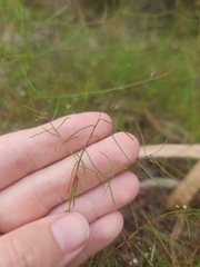 Platysace linearifolia