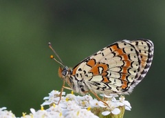 Melitaea interrupta
