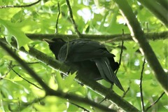 Eudynamys orientalis