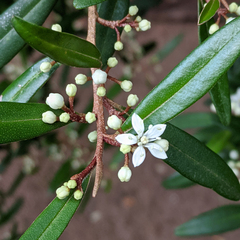 Nematolepis squamea squamea