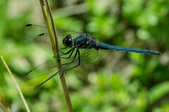 Trithemis furva
